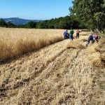 Segando y mallando para la Festa dos Fachós